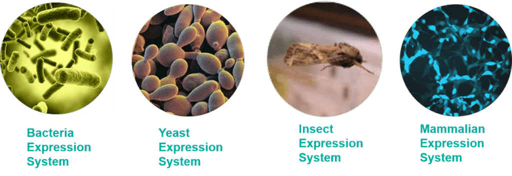 Europe Protein Expression Systems Market Setting New Growth Cycle; Get 2025 Edition Now
