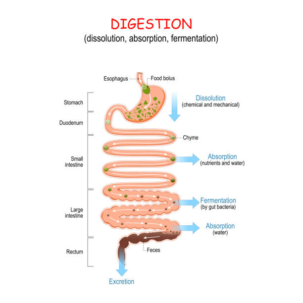 china Food Diagnostics System Market Outlook 2025: Forecasting Growth in a Time of Economic and Policy Shifts