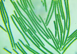The Arthrospira Platensis-Spirulina Market it is projected to reach USD 779.02 billion by 2030.
