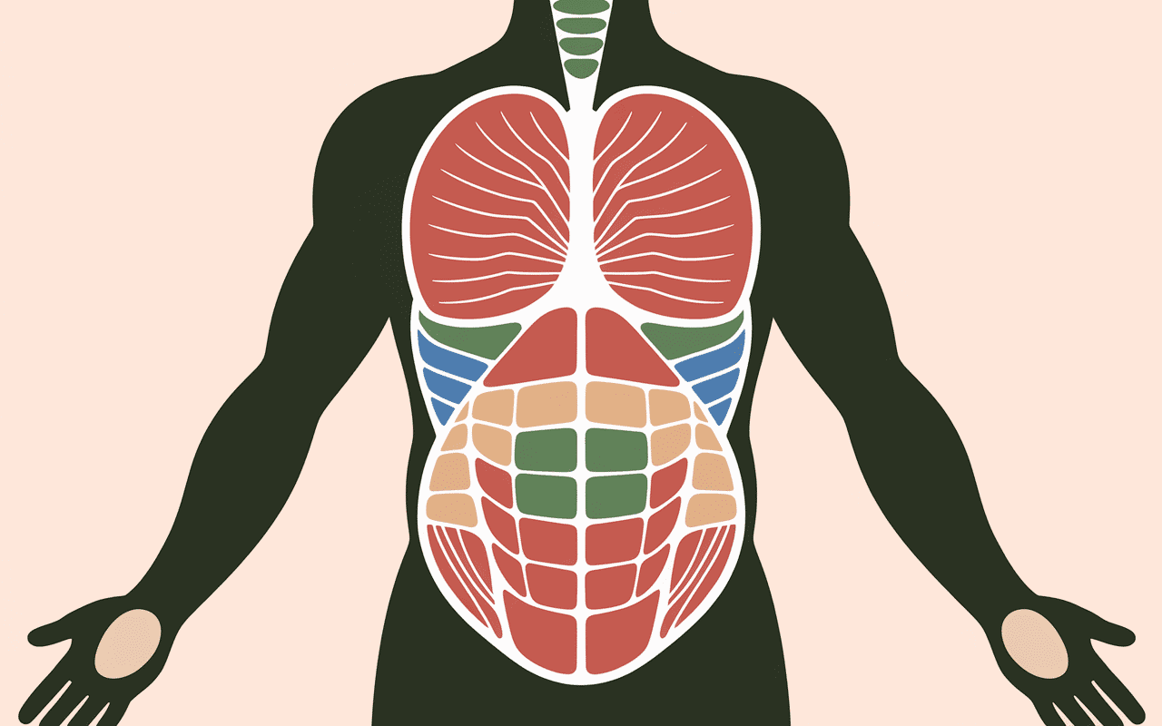 schéma anatomique comment étirer les abdos