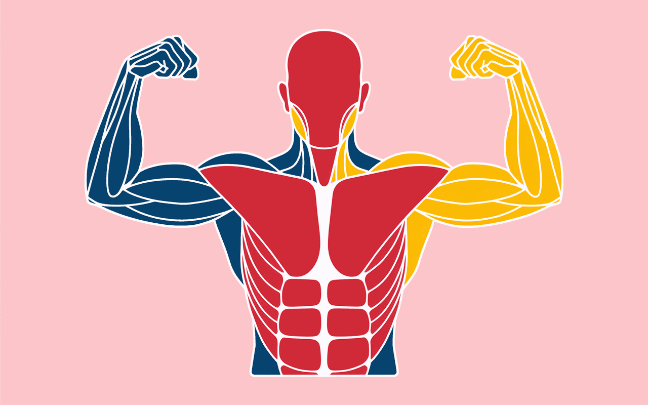 comment faire des tractions groupes musculaires dos bras