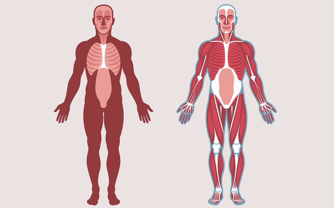 comment faire le grand ecart illustration muscles hanches et cuisses