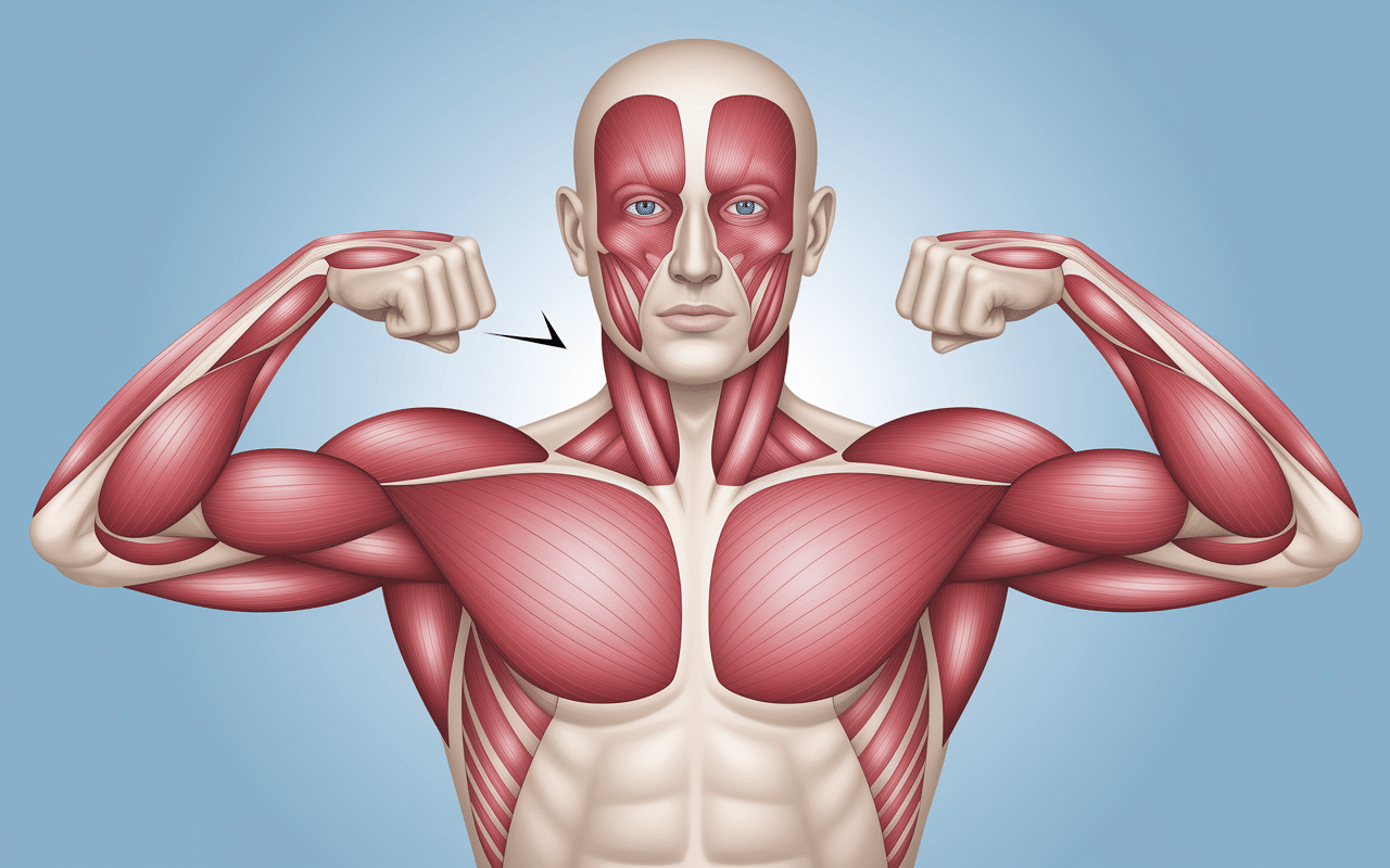 Comment muscler l interieur des cuisses illustration adducteurs