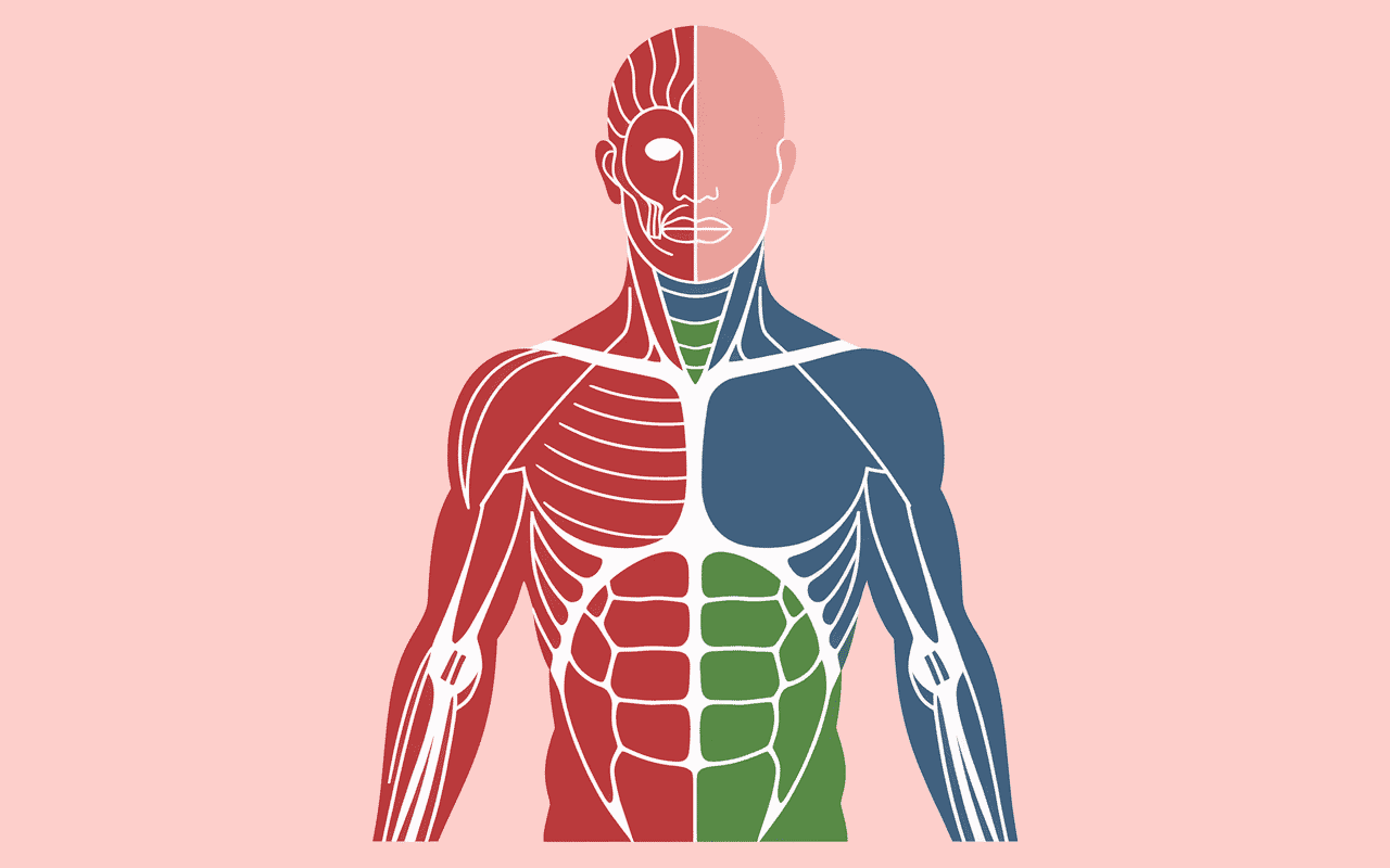 comment muscler les epaules schema faisceaux deltoide