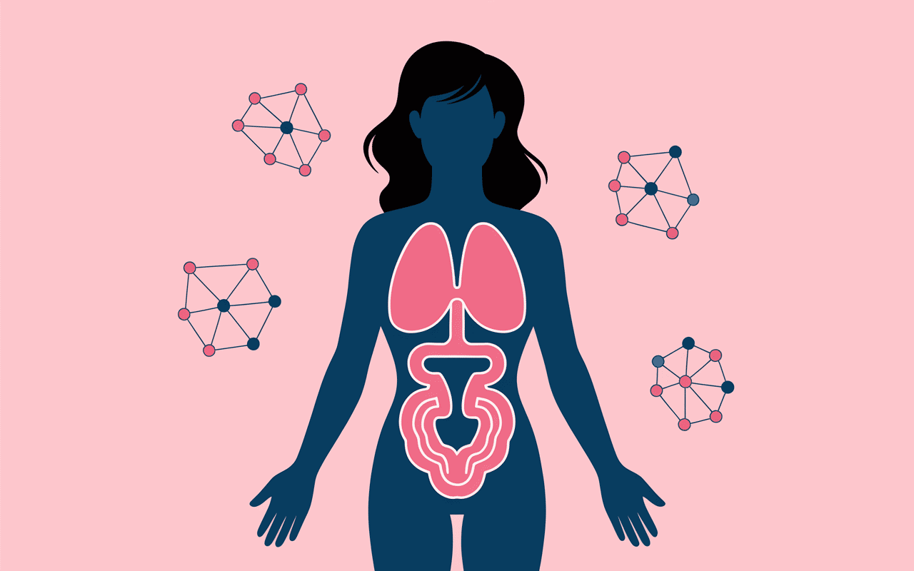 Schema hormones fesses femme comment perdre des fesses