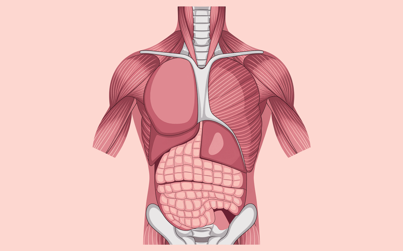comment perdre graisse cuisse illustration tissus cuisse