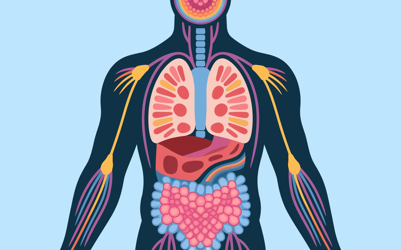 comment relancer son métabolisme mécanismes du corps humain
