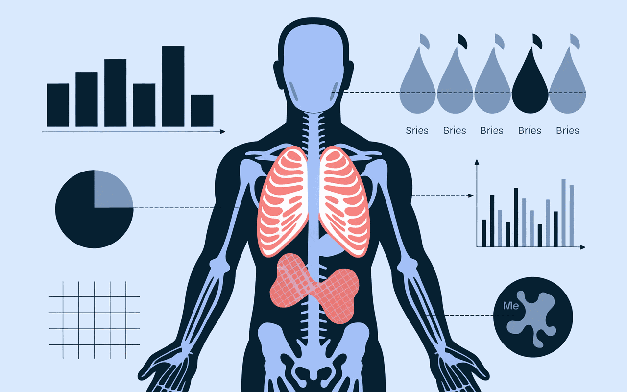 courir fait perdre du ventre, illustration scientifique de combustion des graisses