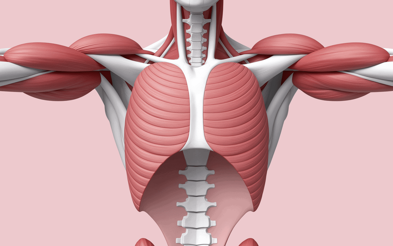 developpe couche muscle sollicite schéma coupe bras couches