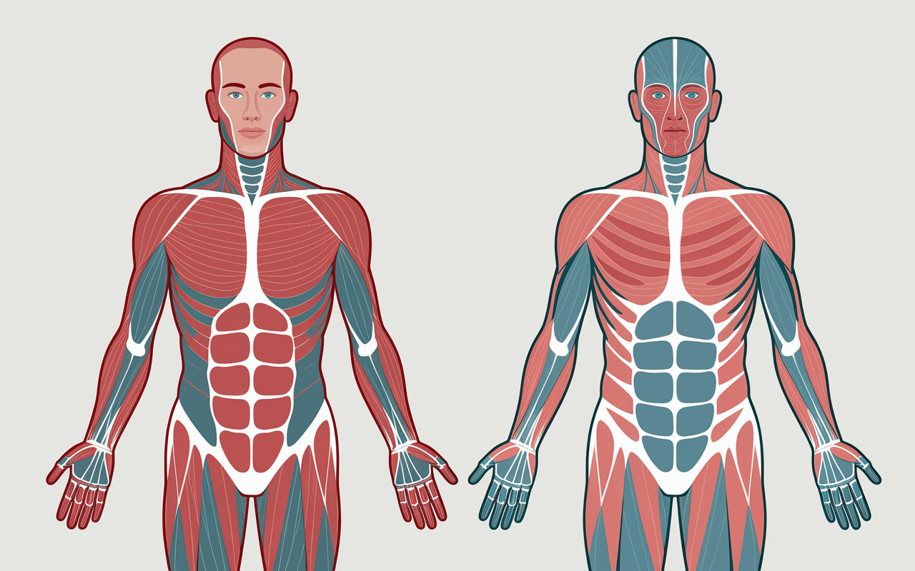 developpe militaire avec halteres groupes musculaires
