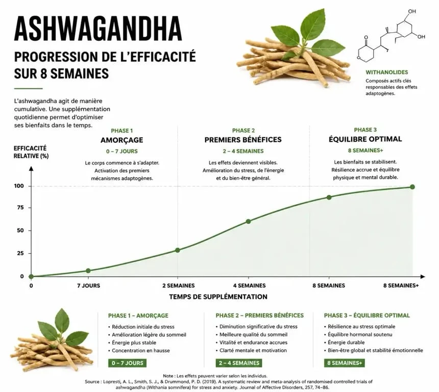 Infographie montrant le délai d'action de l'ashwagandha sur le stress et le sommeil
