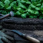 Quand semer la mâche : graines et sillon de semis de mâche