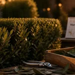 Quand tailler laurier sauce : feuilles fraîches et haie taillée