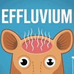 Effluvium vue cuir chevelu perte cheveux diffuse