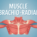 Schéma du muscle brachio radial sur l'avant-bras