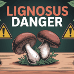 lignosus danger champignon illustration alerte