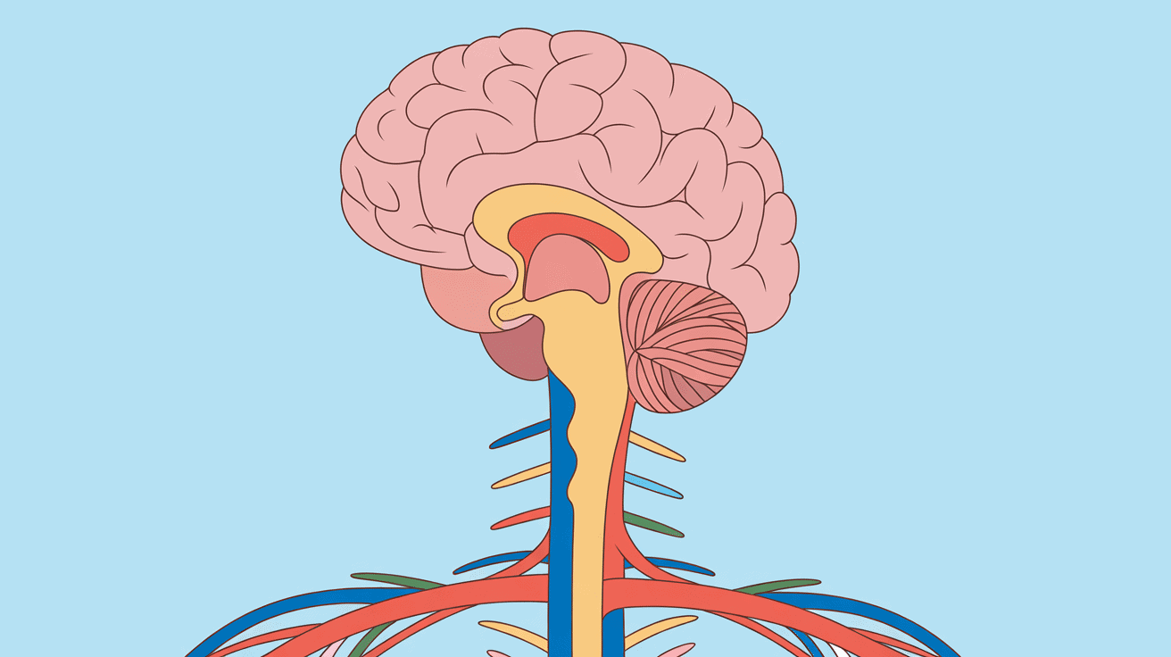 schéma tronc cérébral malaise vagal cause connections cœur