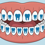 Combien de dents adulte illustration medicale
