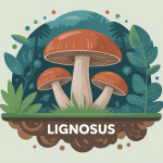 lignosus champignon médicinal sclérote forêt tropicale