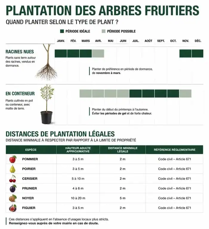 Infographie sur quand planter un arbre fruitier et distances de plantation