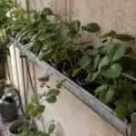 Fraisier dans gouttière : trous de drainage 6 mm et plants remontants