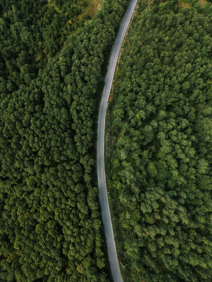 services-02 Aerial shot of a winding road cutting through a lush green forest. Ideal for nature and travel themes.