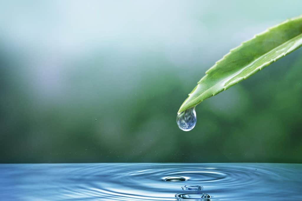 Goutte d'eau sur une feuille qui tombe dans une flaque