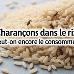 peut-on manger du riz avec des charançons grains et insectes