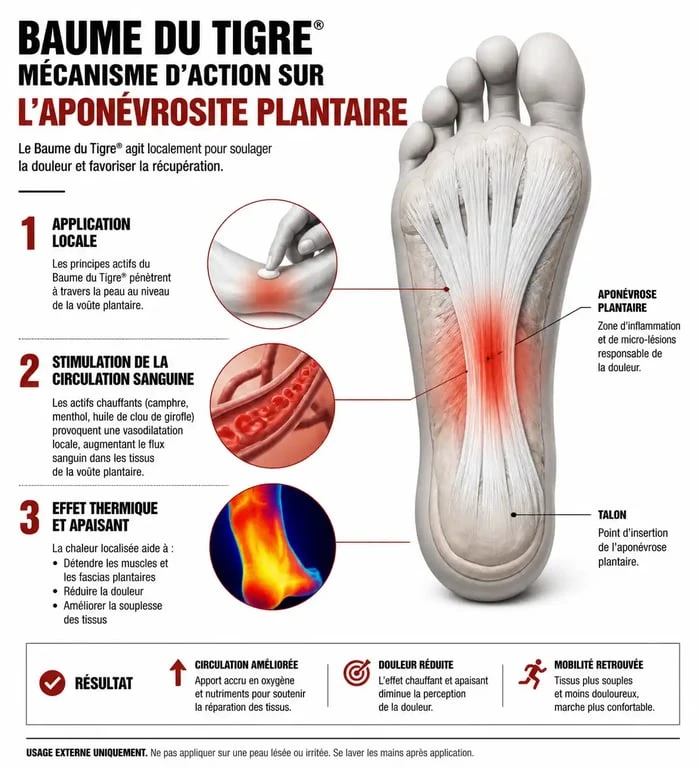 Infographie expliquant l'action du baume du tigre sur l'aponévrosite plantaire et la circulation sanguine