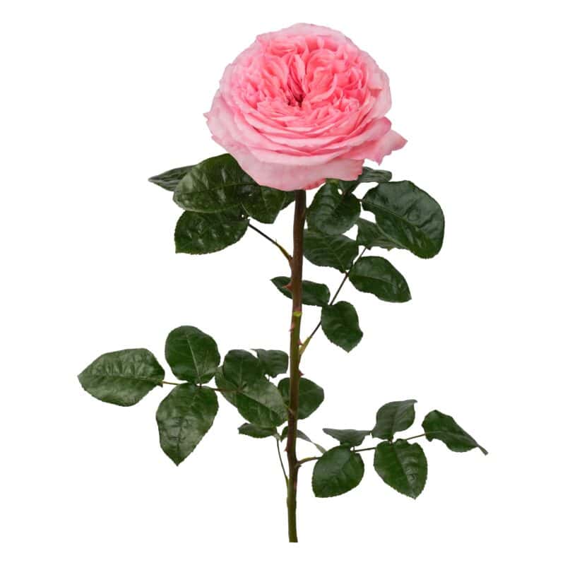Pink Xpression