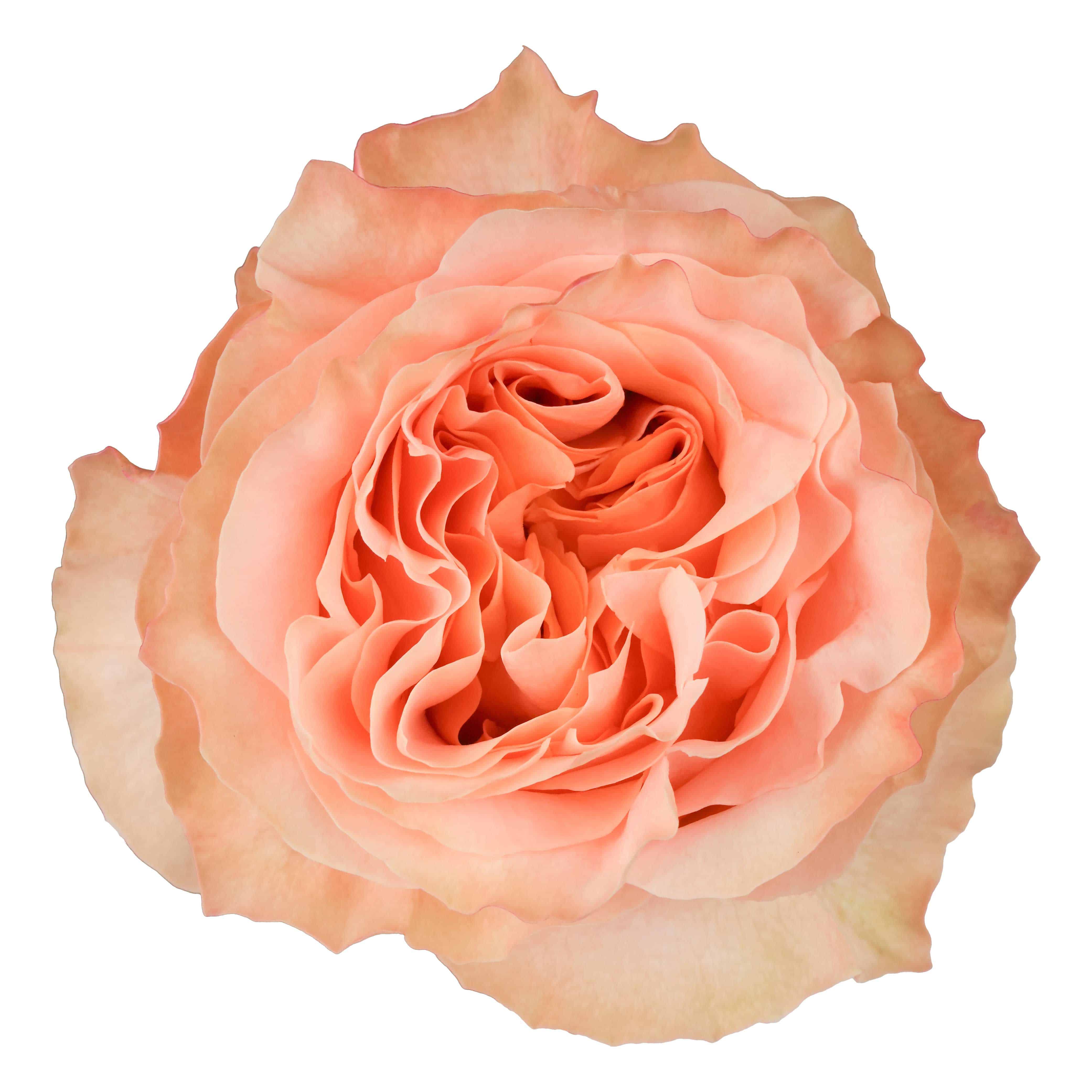 Princess Crown - Image 2