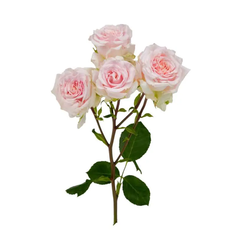 Beautiful pink roses bouquet, perfect for floral arrangements and romantic gifts.