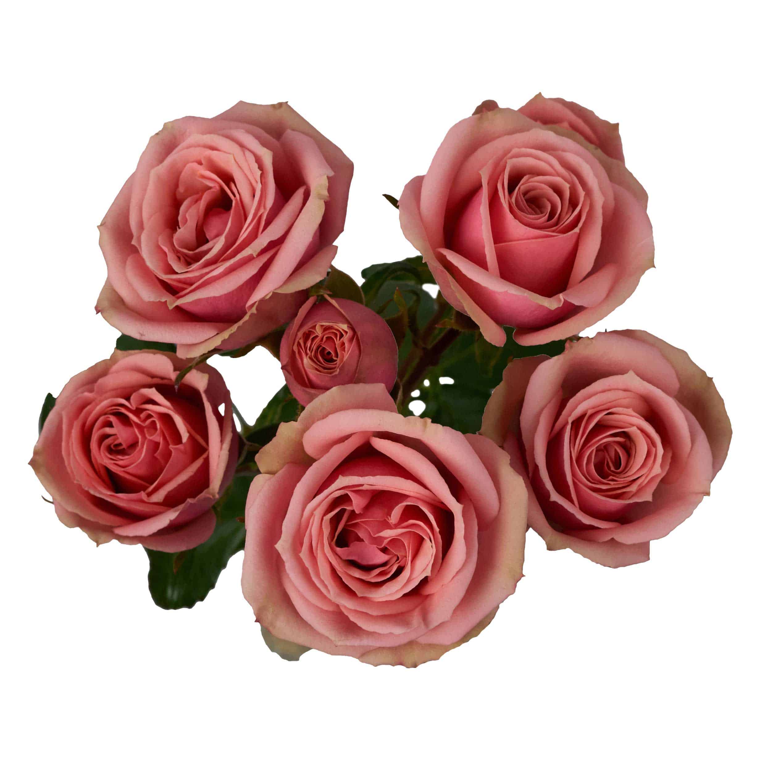Classic Rosever - Image 2