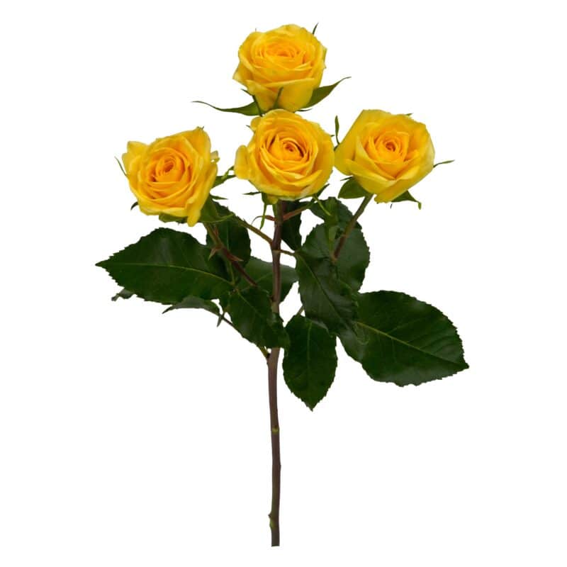 Golden Blossoms