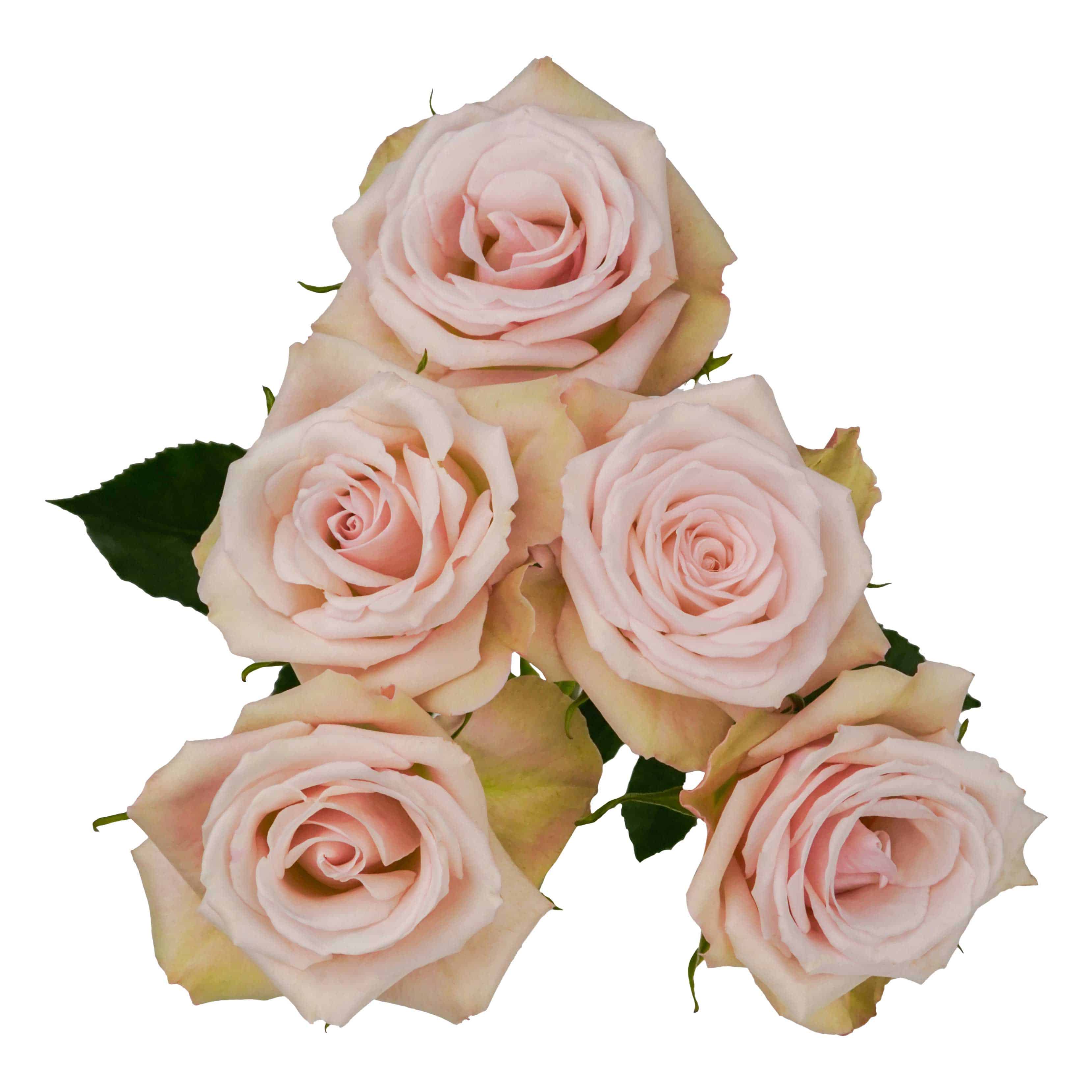 Living Blossom - Image 2