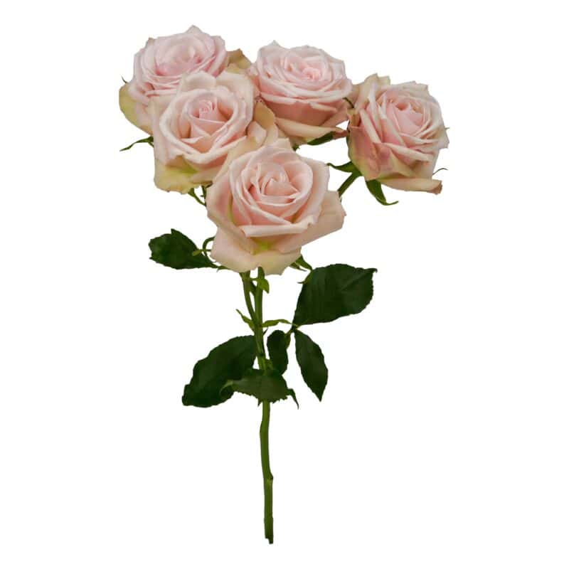 Living Blossom