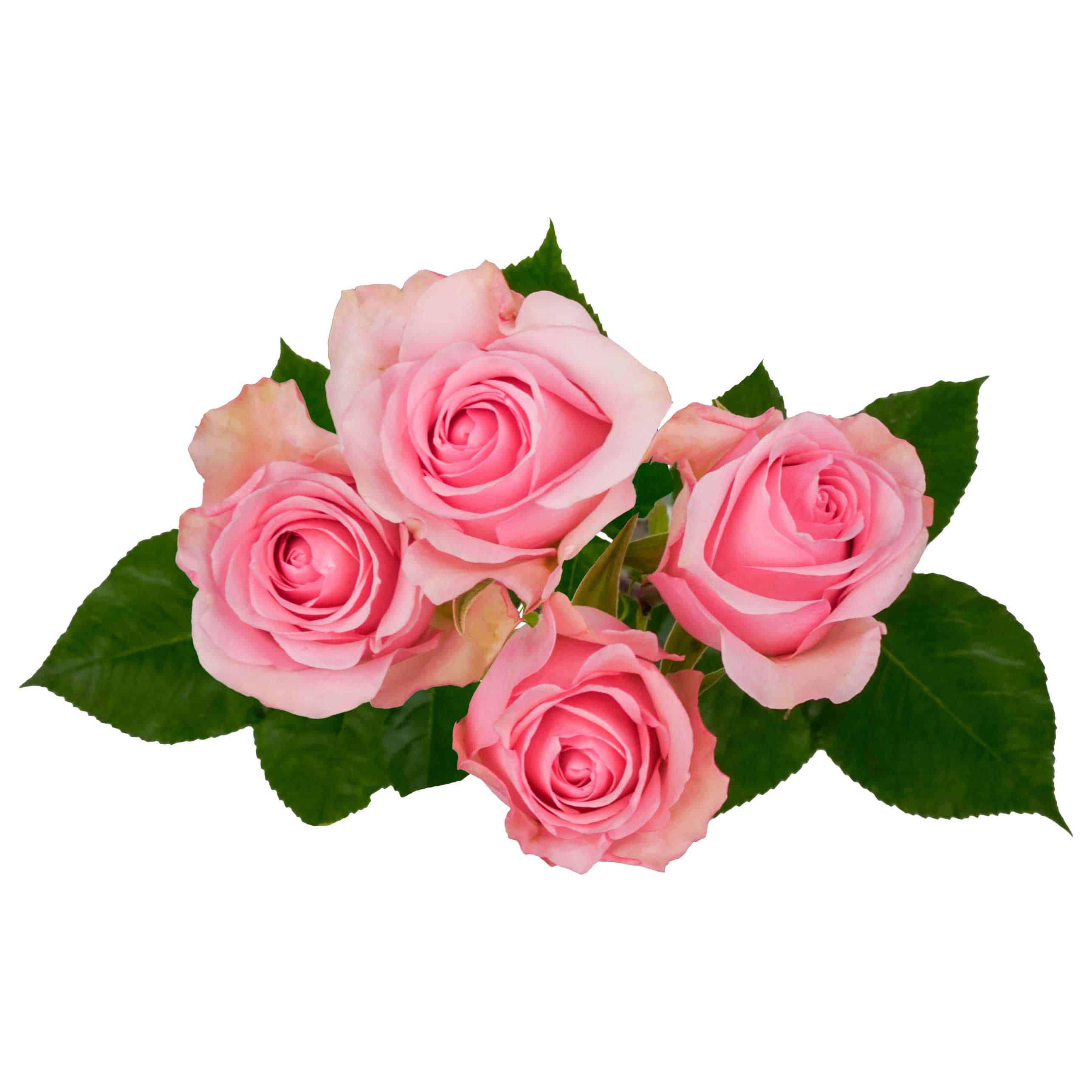 Mistery Blossoms - Image 2