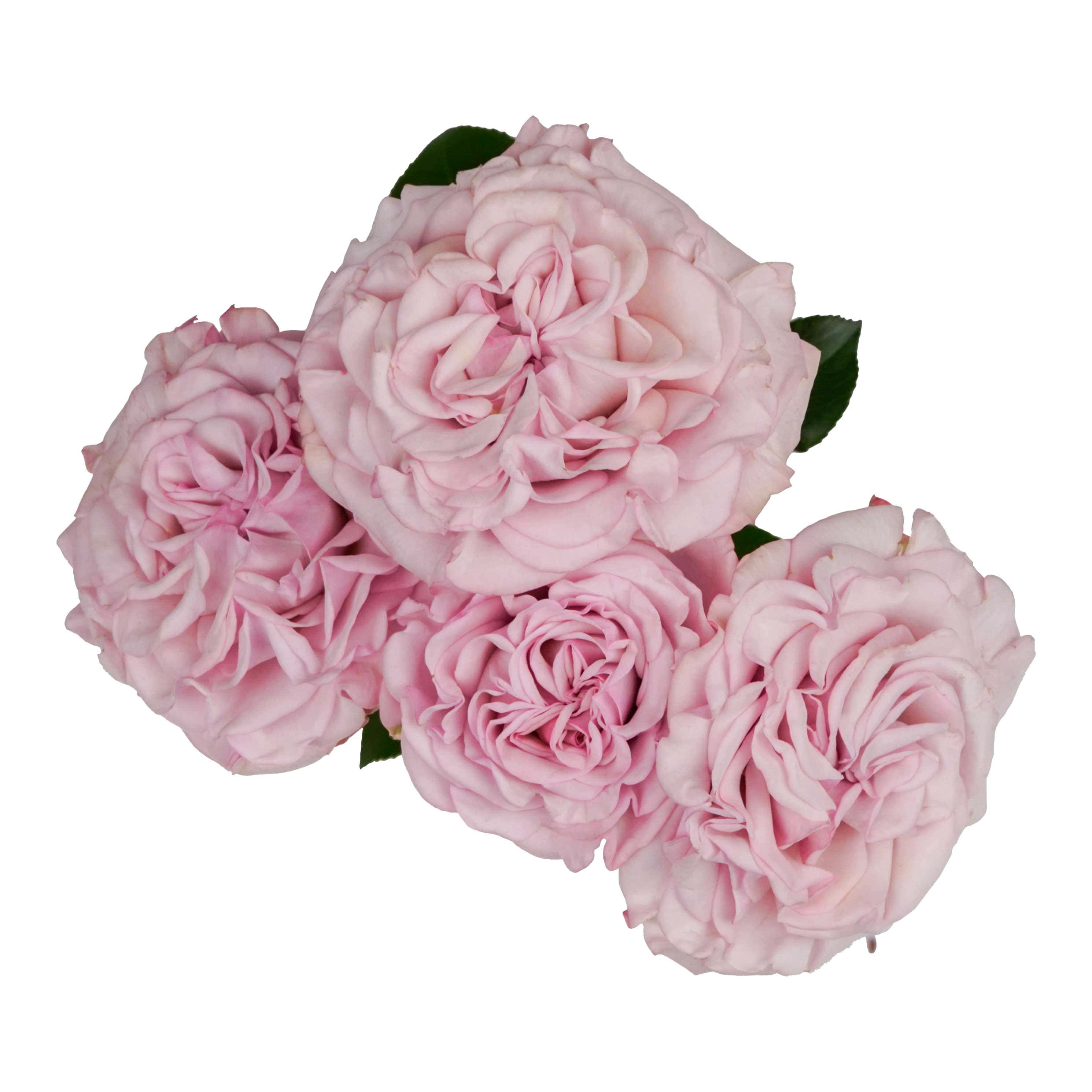 Pink Flow - Image 2