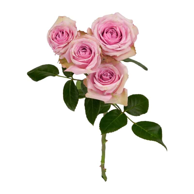 Pink Irischka