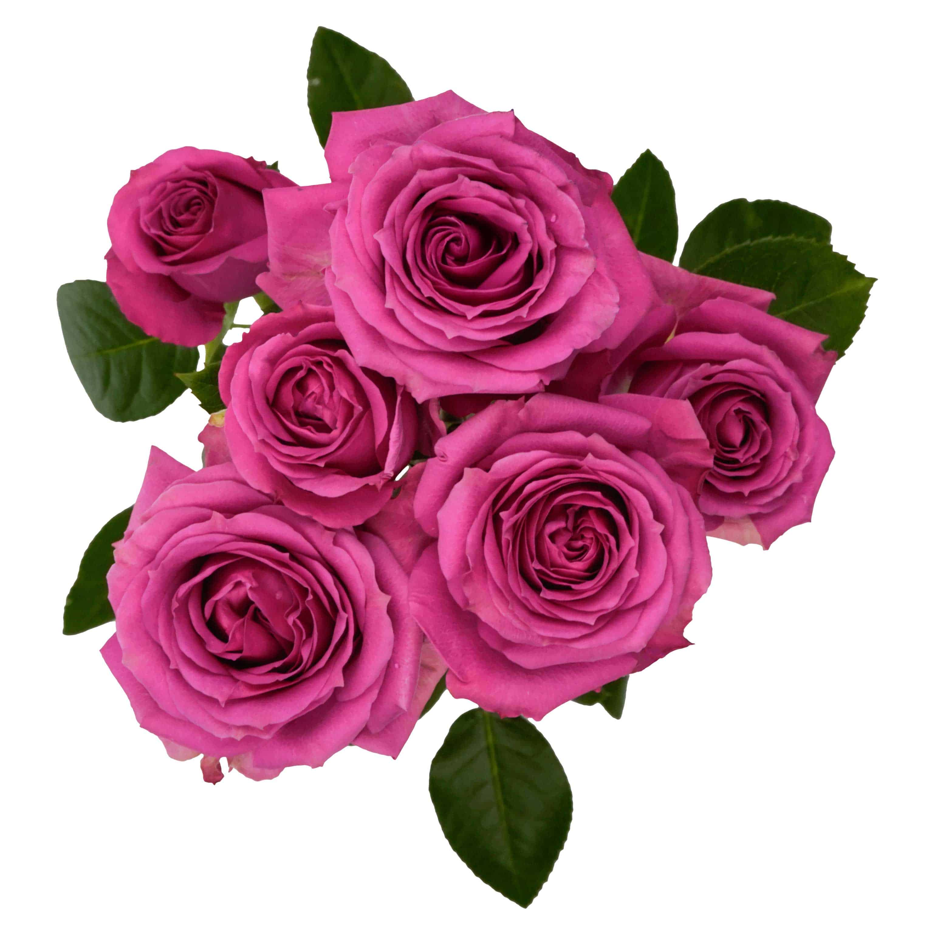 Purple Irischka - Image 2