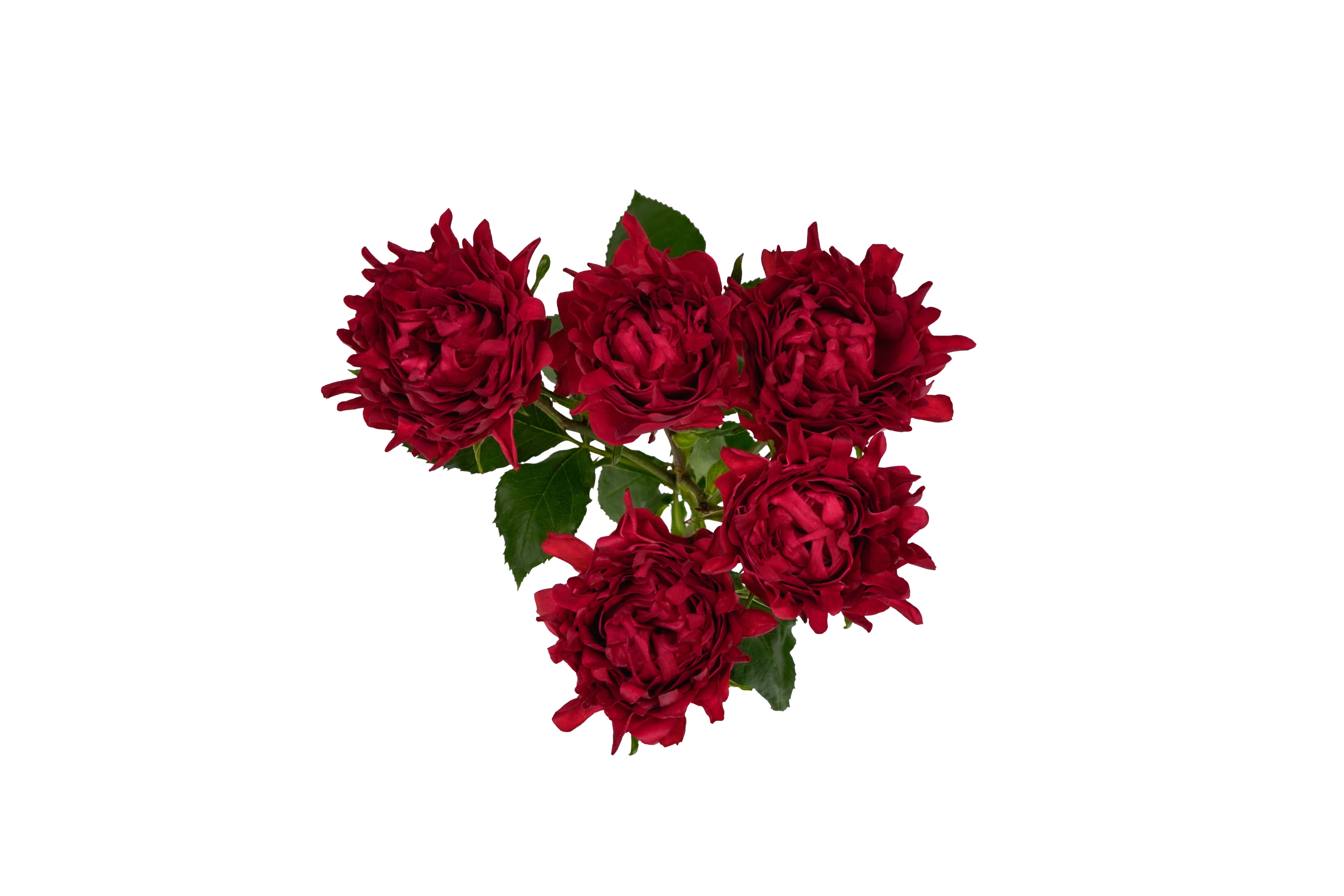 Red Flow - Image 2