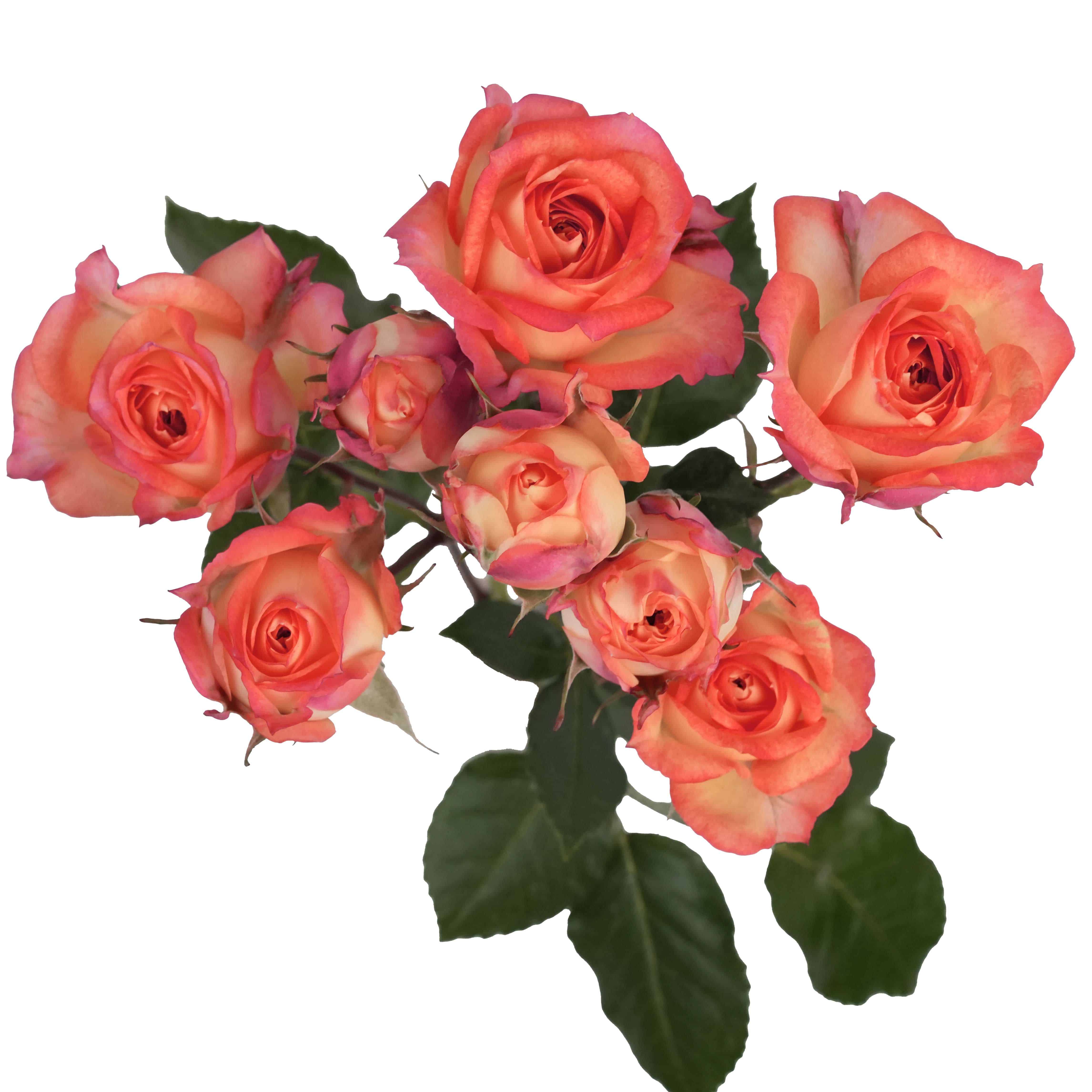 Romantic Rosever - Image 2