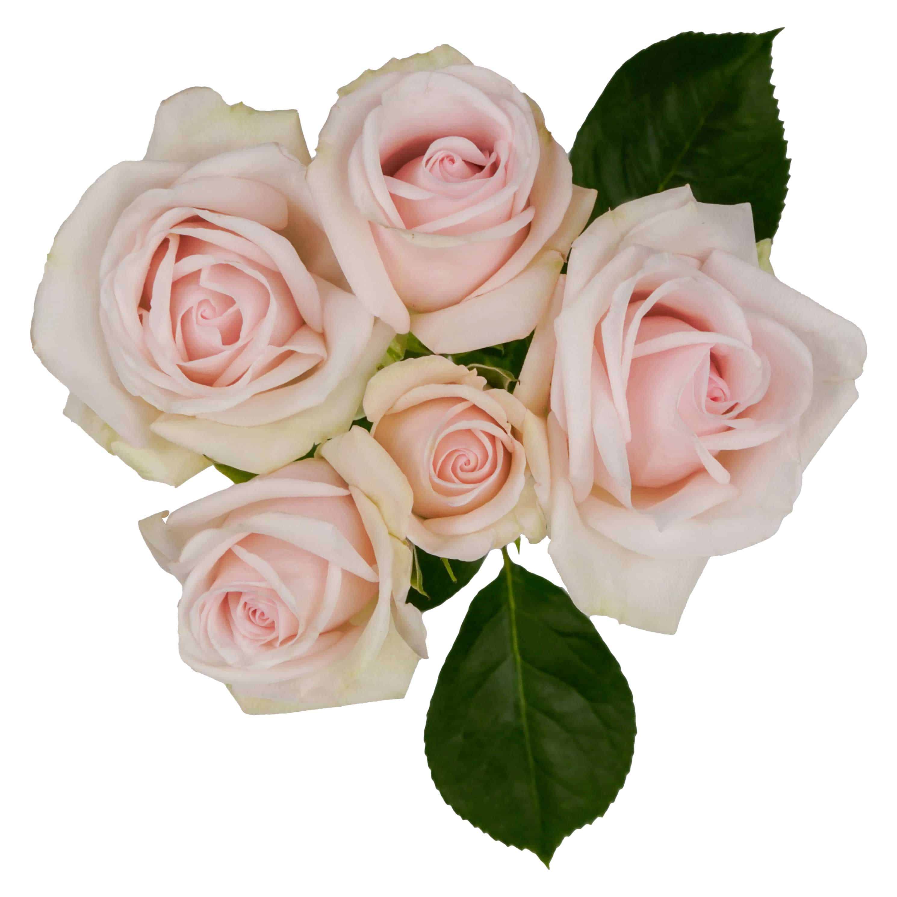 Royal Porcelina - Image 2
