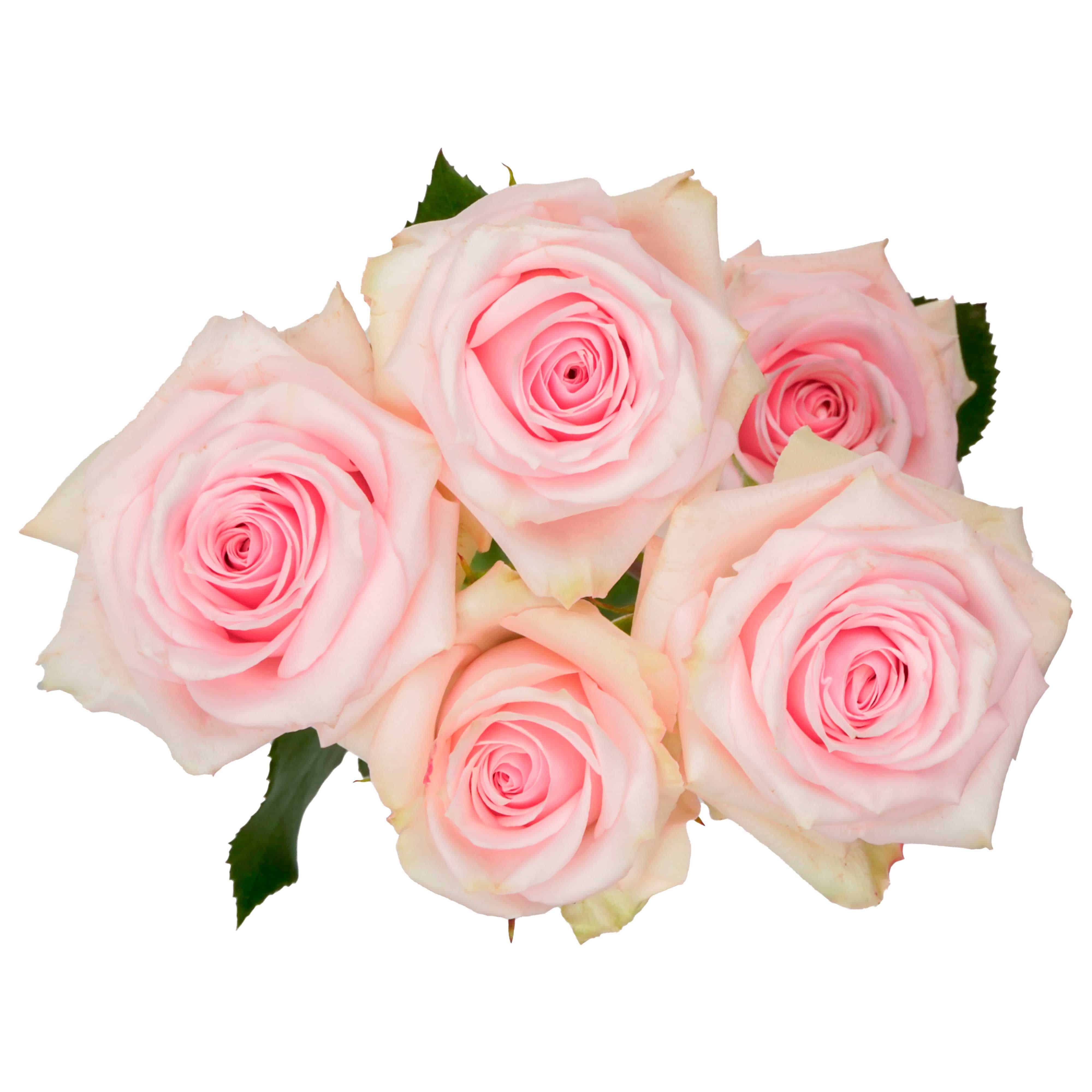 Star Blush - Image 2