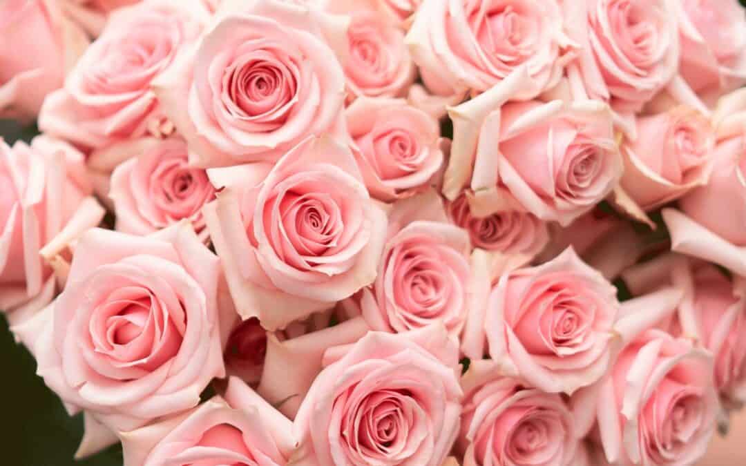 Standard Roses vs. Spray Roses: What’s the Difference?