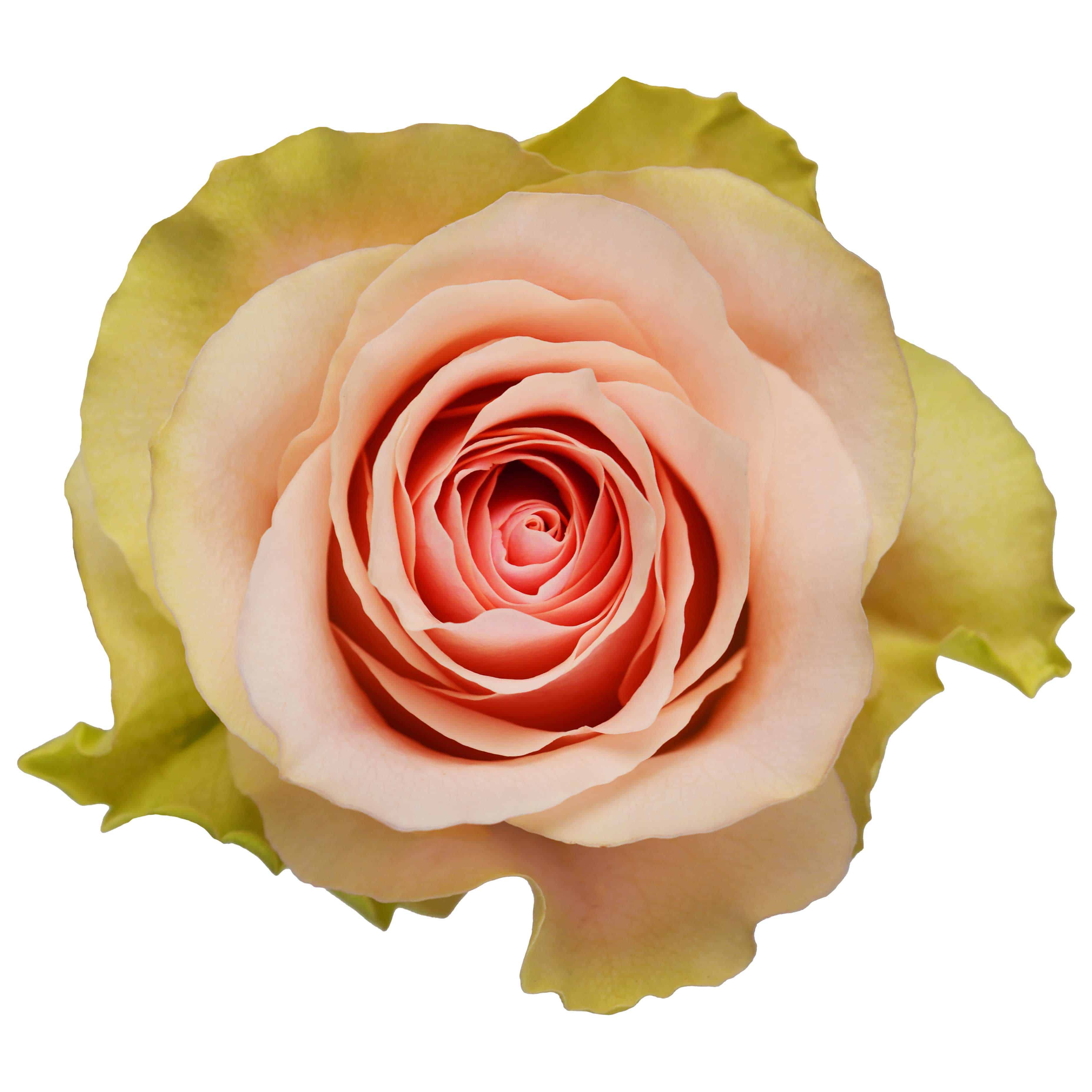 Frutteto - Image 2