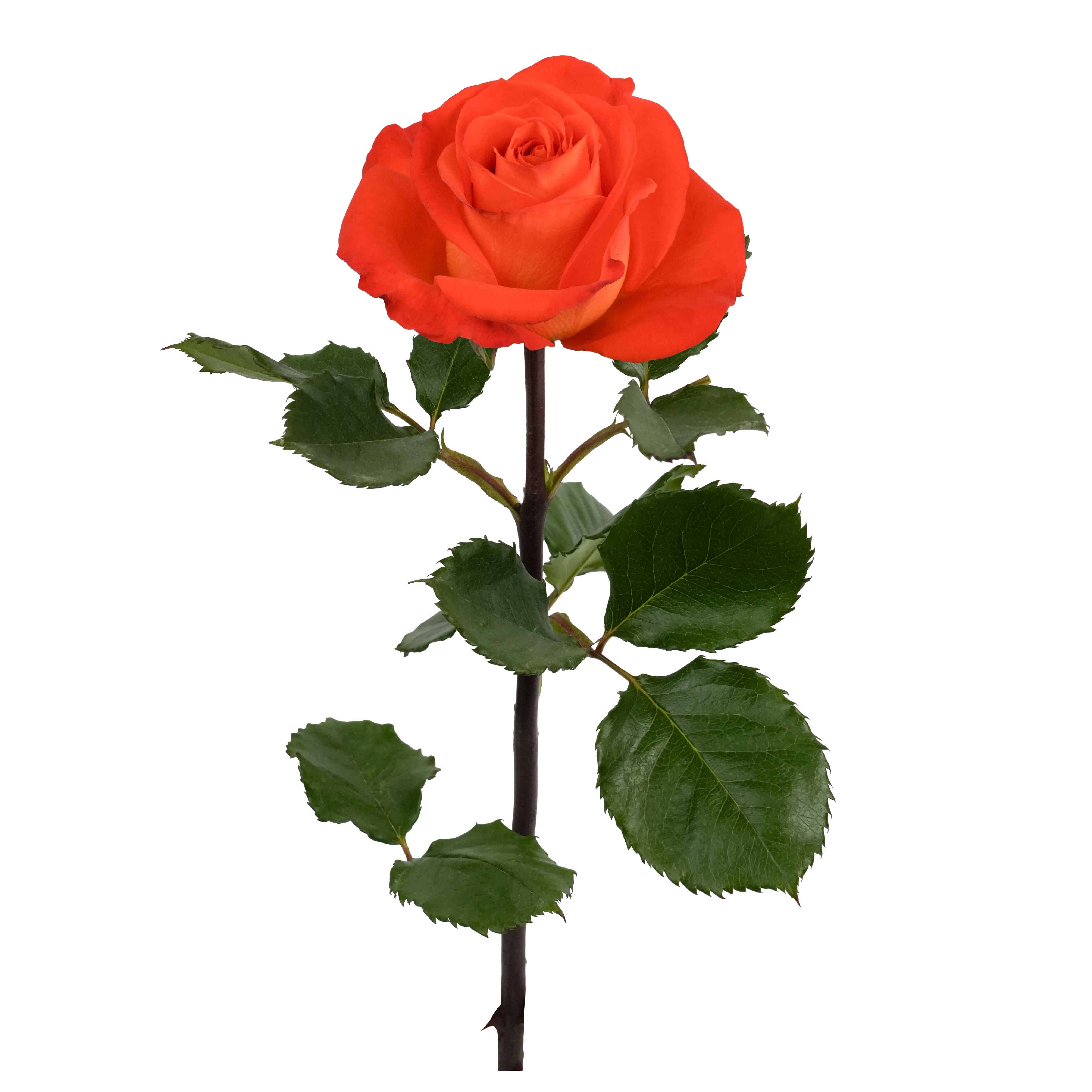 Orange Only