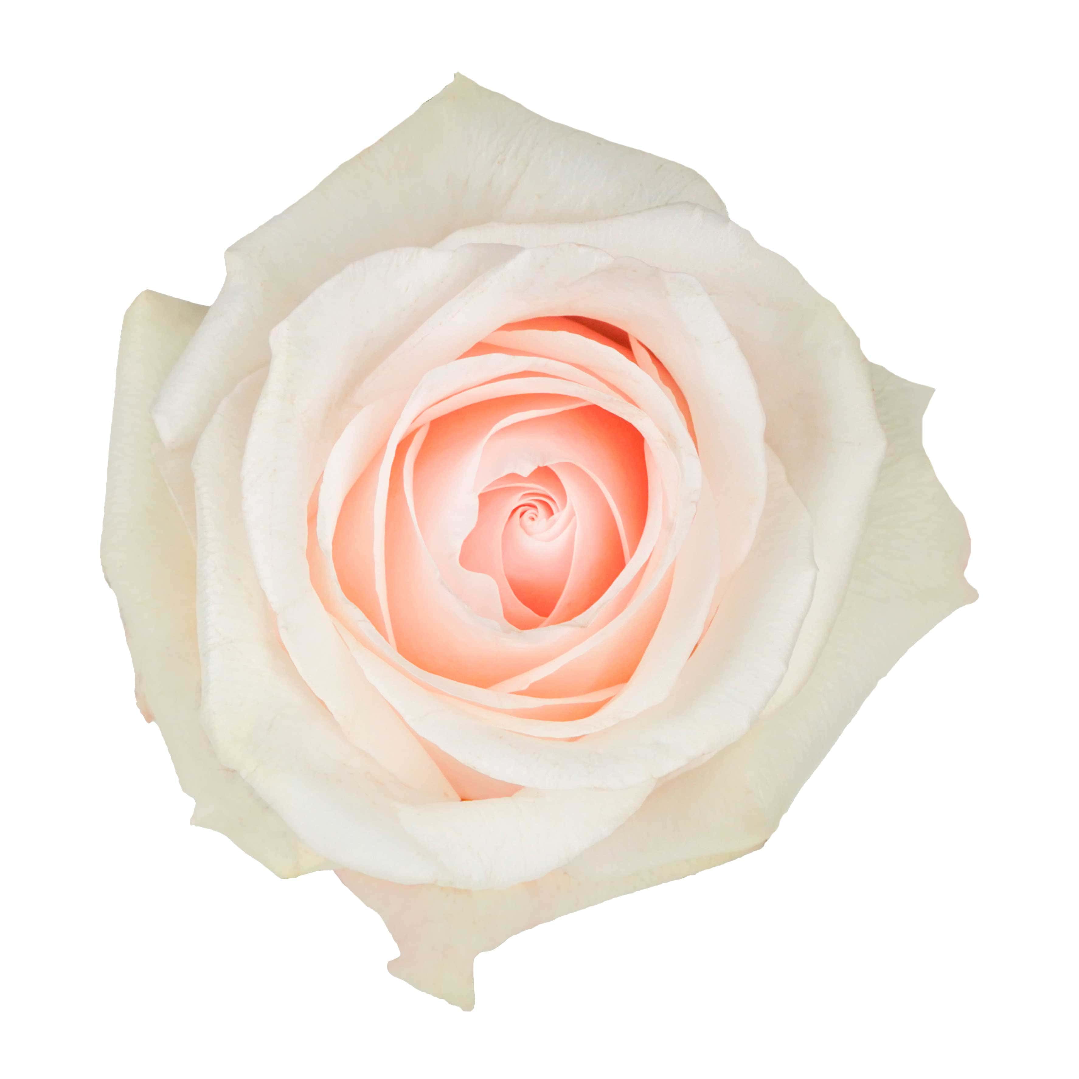 Pomarosa - Image 2