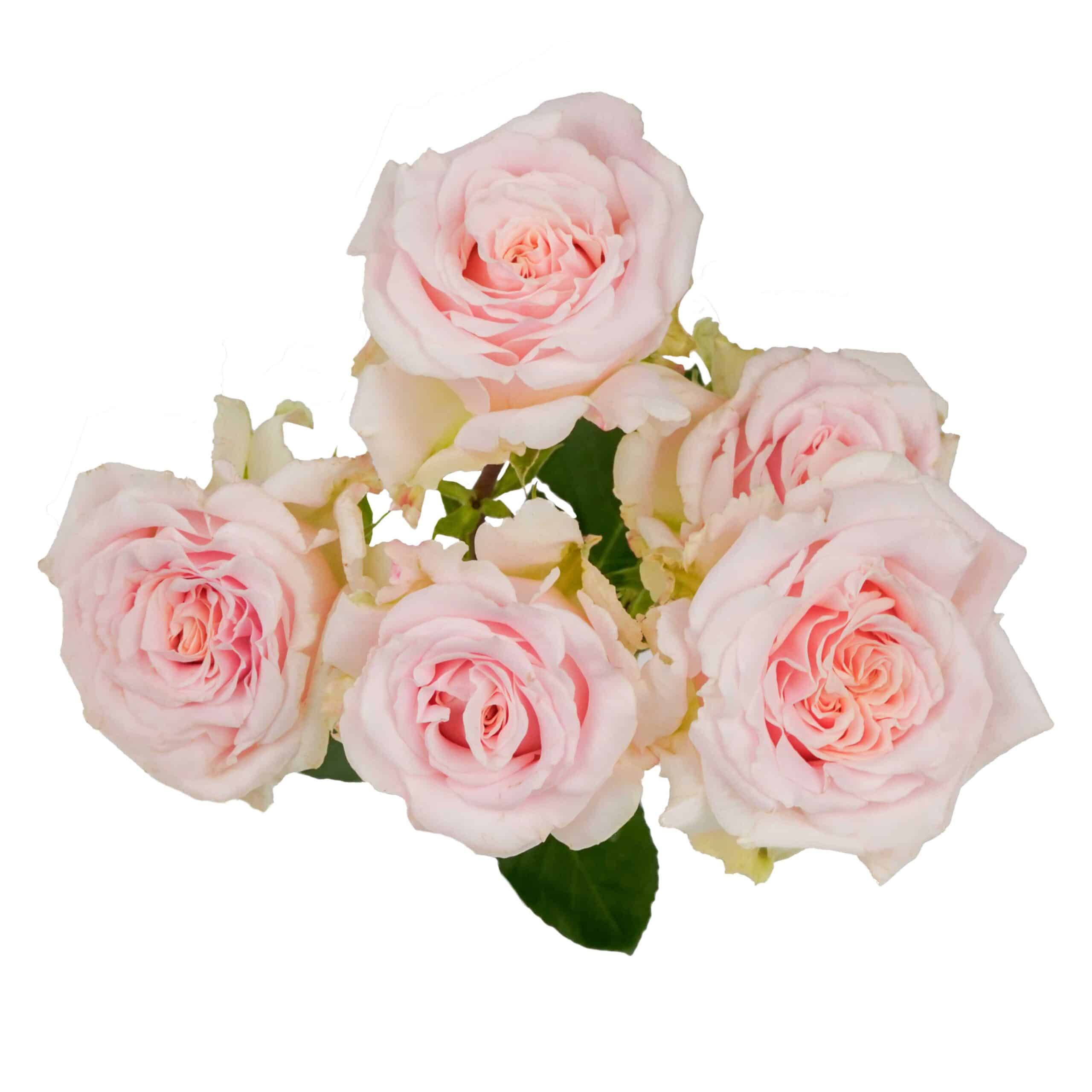 Pink roses bouquet for romantic floral arrangements and wedding decor.