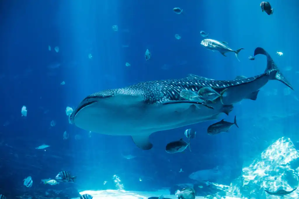 Attractions in Atlanta
